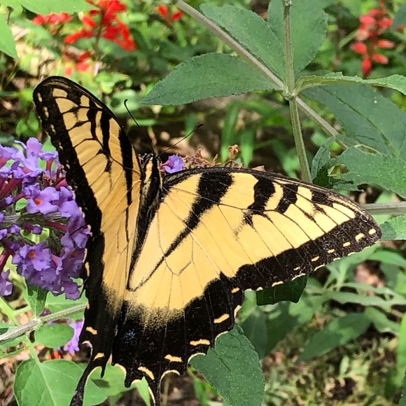 Meet your Posher, Erica - Picture 6 of 6